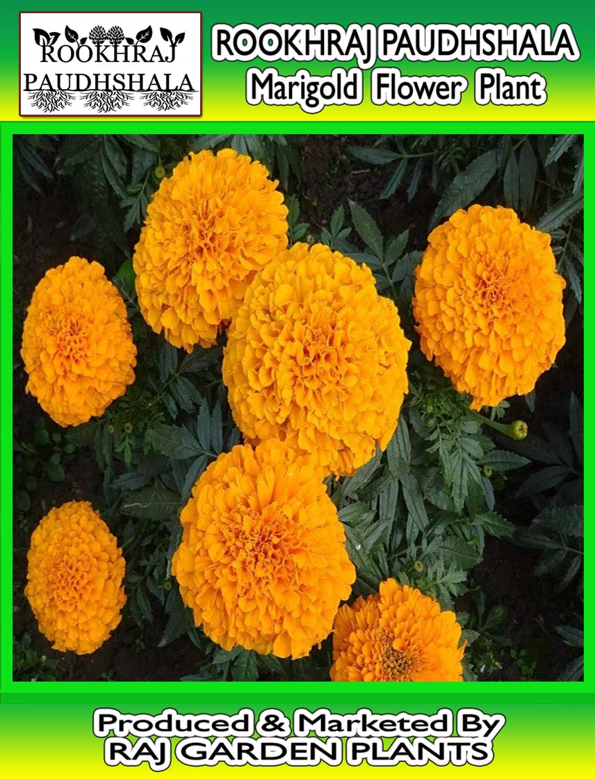 Rookhraj Paudhshala Marigold Flower Plant Genda Hazari Phool Plant Genda Flower Plant Amazon In Garden Outdoors