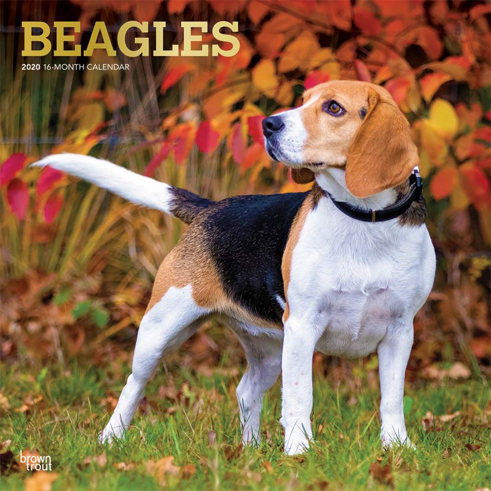 Beagles Calendar Foil Stamped Cover Browntrout Publishing Books Amazon Ca