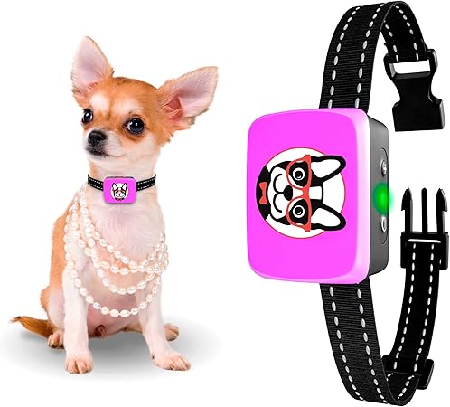 cutest puppy in the world boo