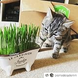 Cat FurNature Cat Grass Seeds Oat 150g Brand Cat FurNature .co .uk view 3