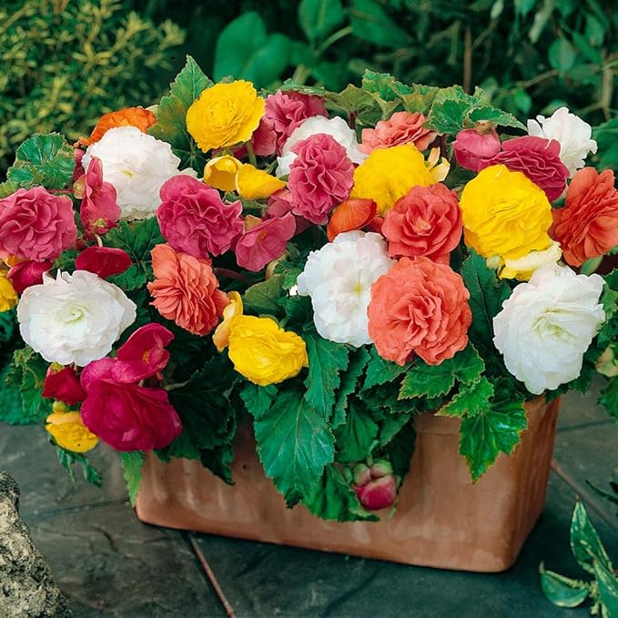 Begonia 'NonStop' Hanging Basket/Bedding Plants Pack of 18 Jumbo