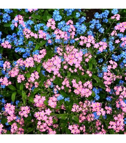 Forget Me Not Seeds (Approx. 1500 Seeds x 2 Packs -Cynoglossum