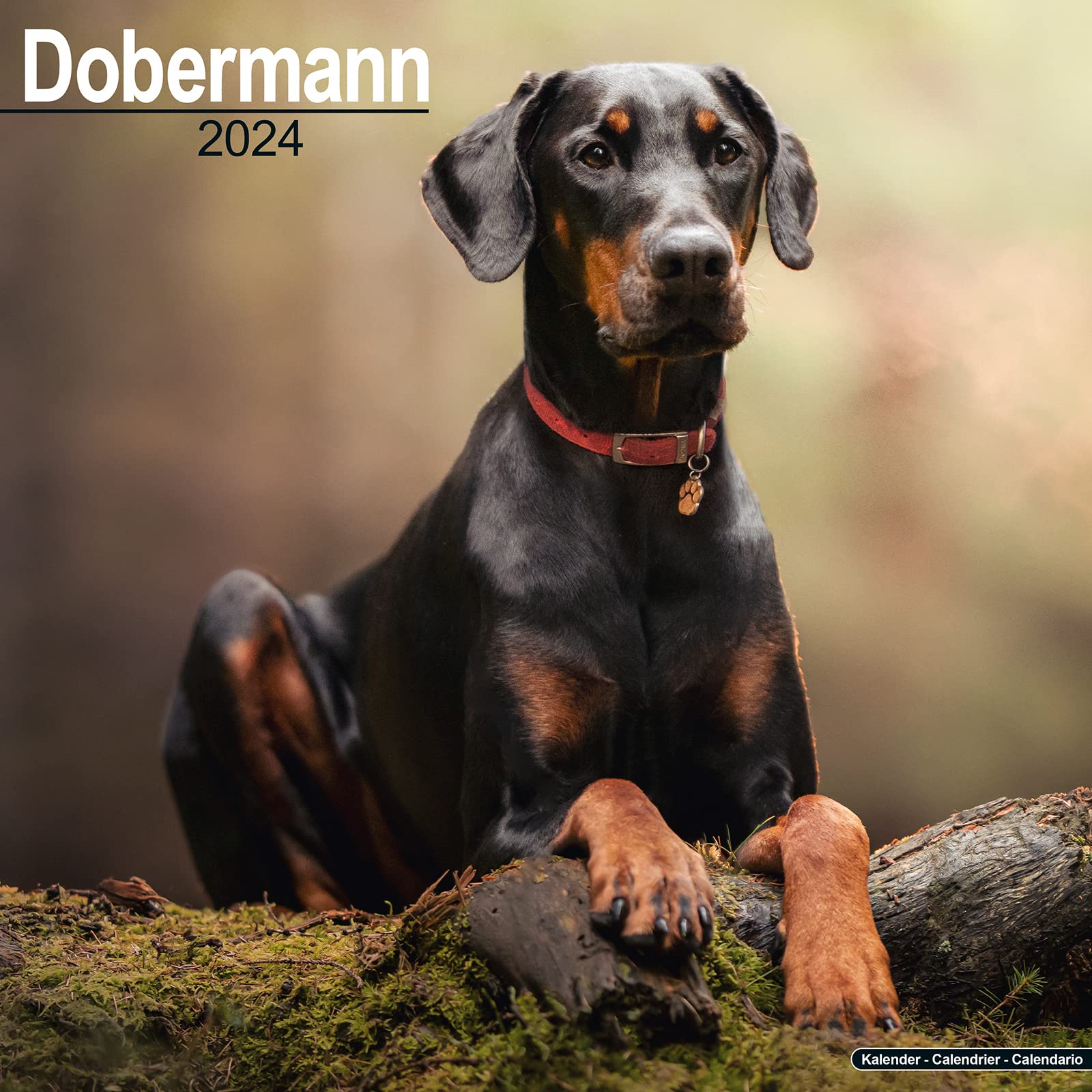 Dobermann (Euro) Calendar 2024 | Square Dog Breed Wall Calendar - 16 Month
