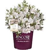 Encore Azalea 1 Gal. Autumn Lily Shrub