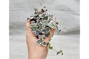 Rare Variegated String of Hearts,Ceropegia Woodii Variegata,Variegated Purple Hearts Live Rare Houseplants All Plants are Fully Rooted Plants in 3 inch Pot by 3exoticgreen
