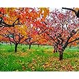 5 American Persimmon Trees - 12-18" Tall Live Plants - Cold Hardy, Native Common Persimmon Fruit Seedlings - Diospyros virginiana - (5 Pack)