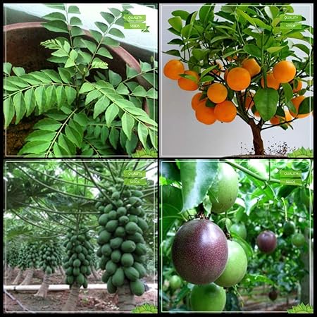 Creative Farmer Gardening Seeds Combo Fruit Bonsai Suitable : Curry Plant Seeds, Orange, Papaya, Passion Fruit - Violet Fruit Bonsai SuitableFruit Seeds For Home Garden