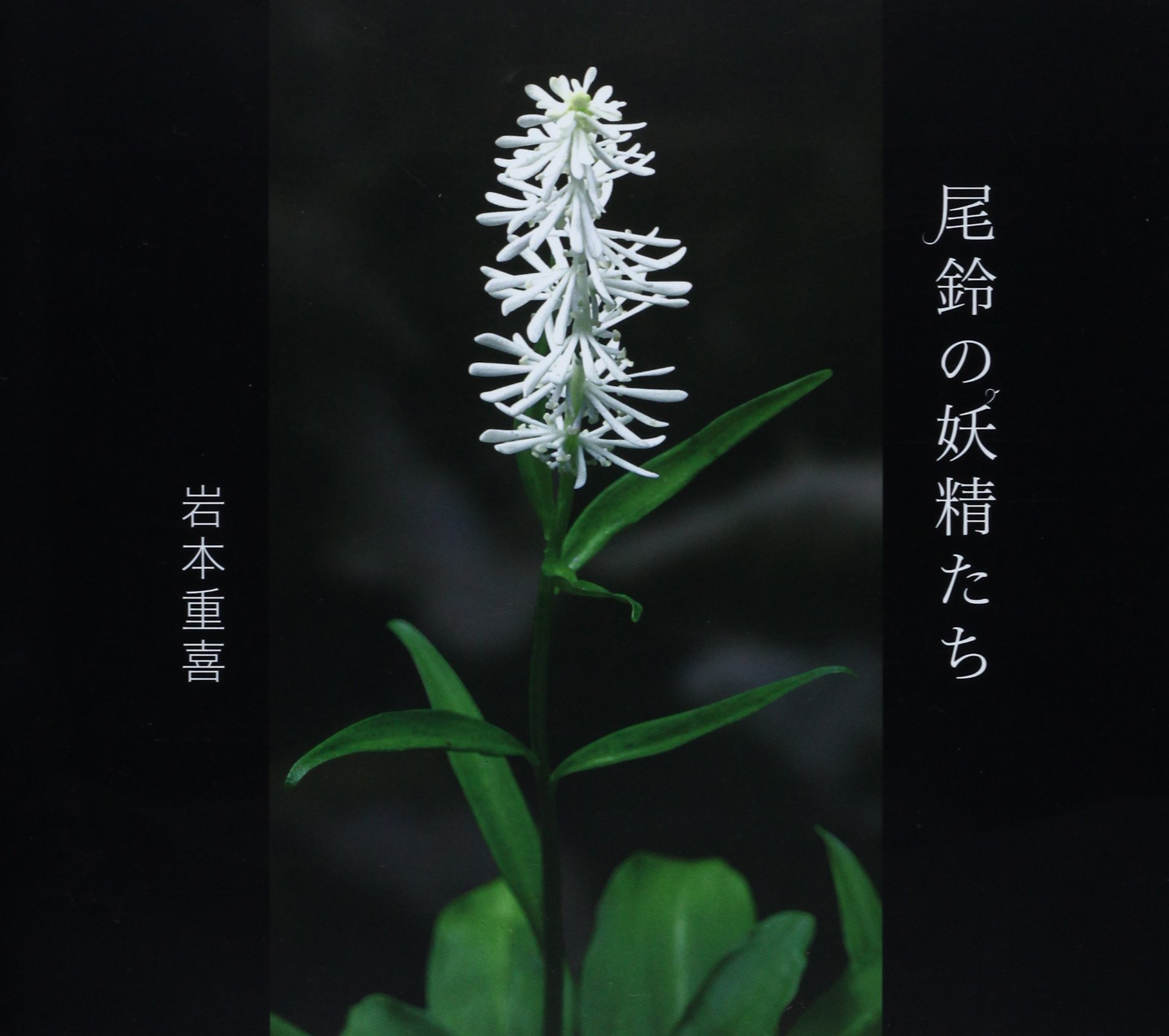 写真集 尾鈴の妖精たち 岩本 重喜 本 通販 Amazon