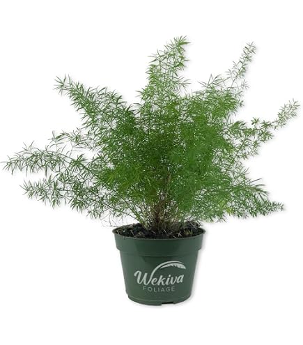 Amazon.com : Jmbamboo - Fern Leaf Plumosus Asparagus Fern - Bonsai Pot  4x4x2 - Easy to Grow - Great Houseplant : Patio, Lawn & Garden