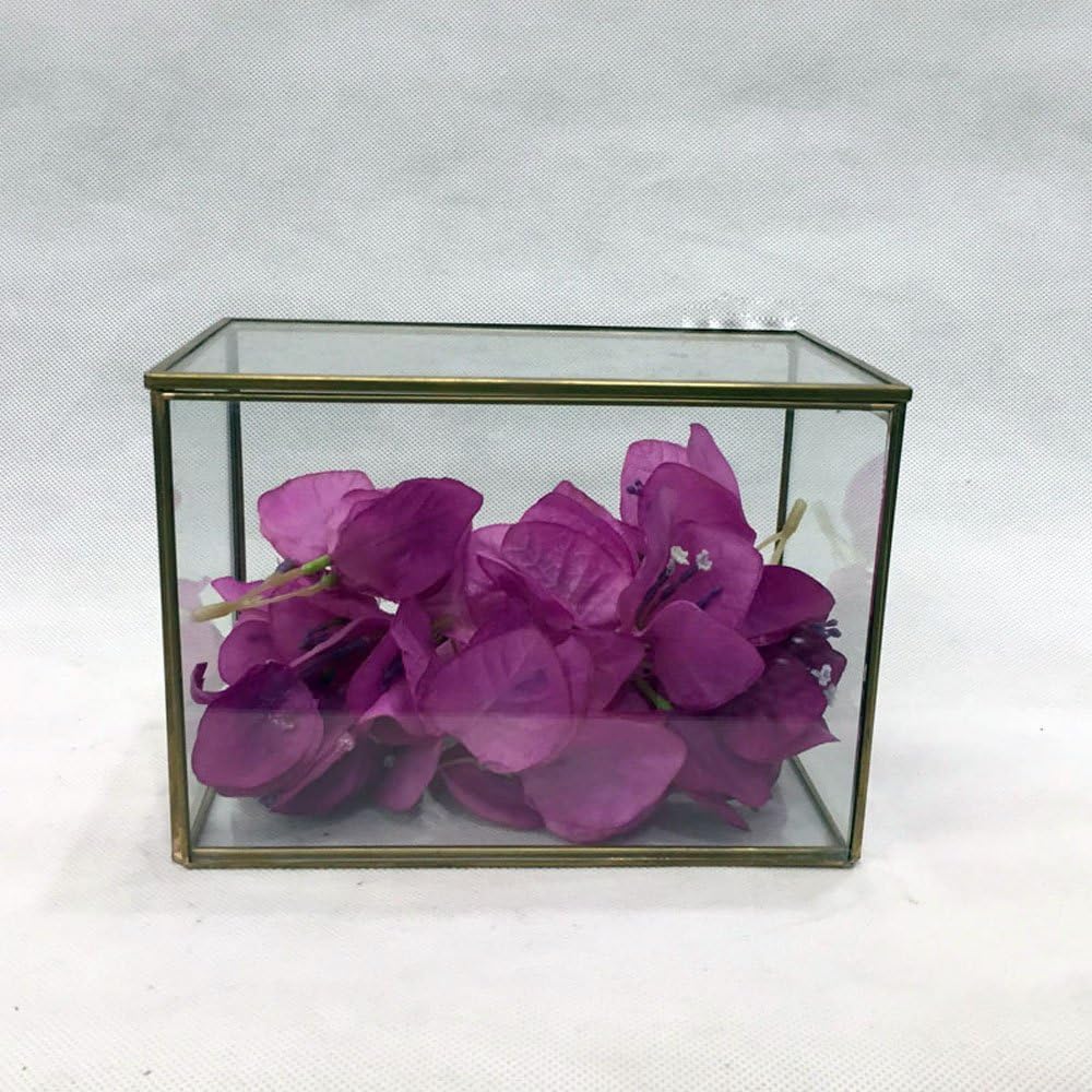 Noah Decoration Square Succulent/Air Plants Glass Terrarium for Home and Wedding Indoor and Outdoor Decoration
