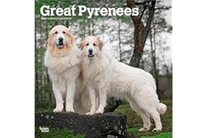 Great Pyrenees | 2026 12 x 24 Inch (Hanging) Monthly Square Wall Calendar | Plastic-Free | BrownTrout | Animals Dog Breeds