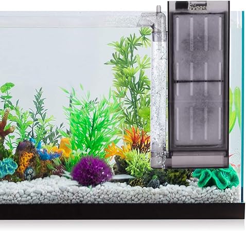 betta and shrimp 5 gallon