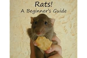 Rats! A Beginner's Guide