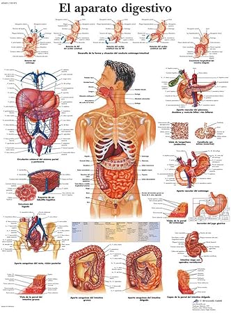 Vovol Affiche D Illustration Anatomique Du Systeme Des Organes Internes Humains Utilisation En Clinique Amazon Fr Bienvenue