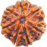 7 Mukhi Rudraksha Bead Necklace, Certified Natural Nepali Seven Faced Rudraksha Seed Pendant for Men and Women, Elaeocarpus Ganitrus Rudraksh for Pooja, Prayer, Meditation and Spiritual Use