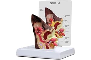 Canine Ear Model, Dog Ear Anatomical Dog Ear Lesion Animal Anatomical Model for Canine Anatomy and Physiology Education Teach