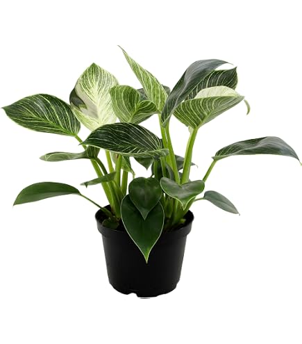 golden queen pothos Golden Pothos main image 1