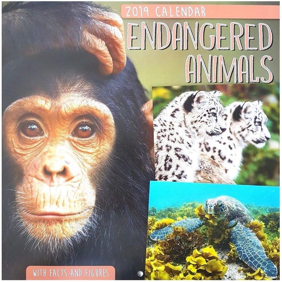 2019 Animals Wildlife Wild Endangered Big Cats Square Wall Calendar Lions Tigers Bears Dolphins Birds Facts Figures (Endangered Animals)