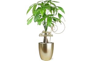 PLANTS & BLOOMS SHOP Just Add Ice SA5110 Money Tree in Gold Ceramic with Merry Christmas Pick, Live Indoor Plant, Fully-Rooted, Healthy Leaves, Easy to Grow Holiday Gift or Decor, 5" Diameter, 16" Tall