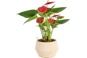 Costa Farms Anthurium Plant, Live Indoor Houseplant with Red Flowers, Easy Grow Flowering House Plant in Cute Décor Pot, Birt