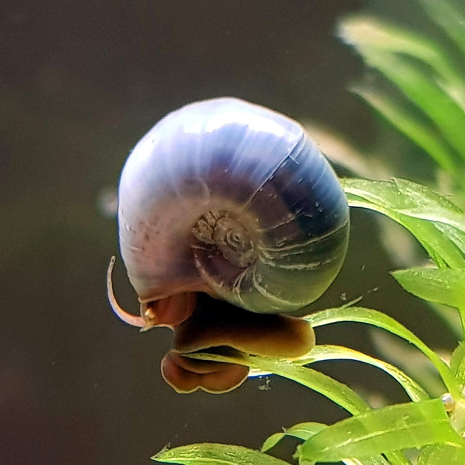 tropical tank snails