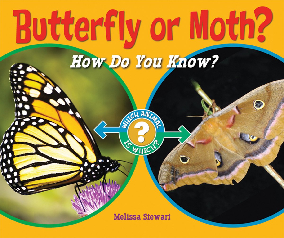 Picture Of A Moth And Butterfly