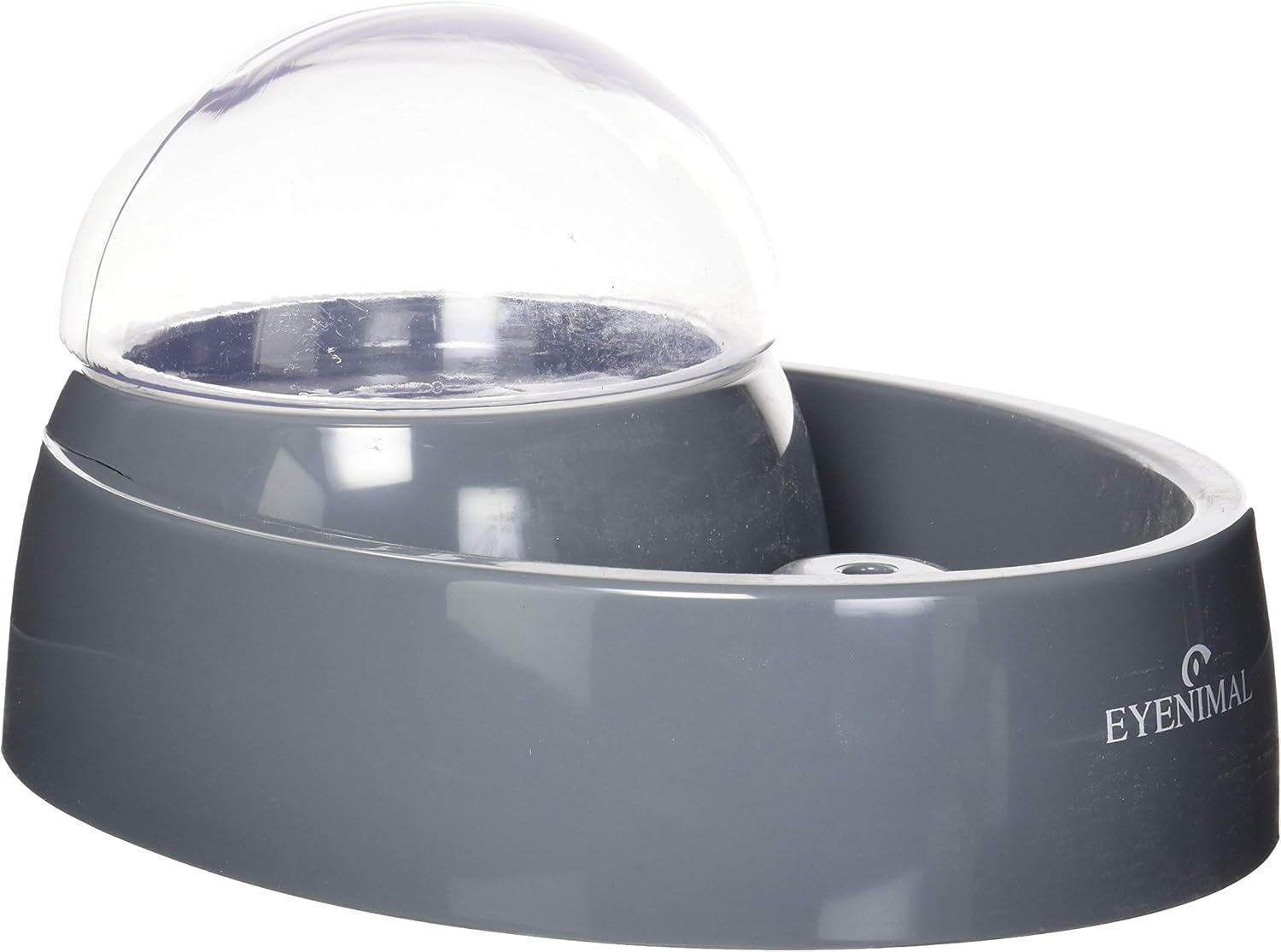 green puffer fish care