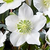 CHUXAY GARDEN Helleborus Niger-Christmas Rose,Black