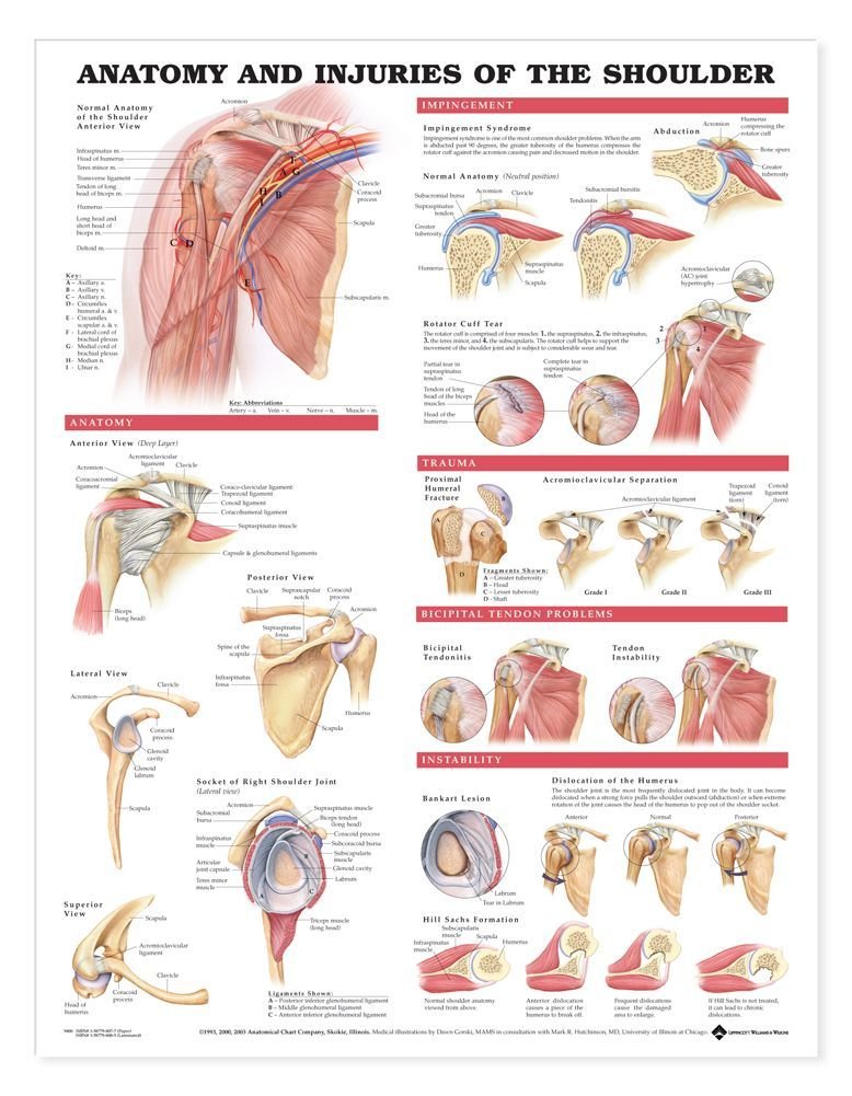 Anatomical Chart Company Anatomy and Injuries of the Shoulder Anatomical Chart for Living Room
