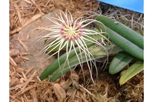 KAWAMOTO ORCHID NURSERY Bulbophyllum Worayuth White Fang-Hard to find Collectors Item! Unique! Nice- Orchid Plant