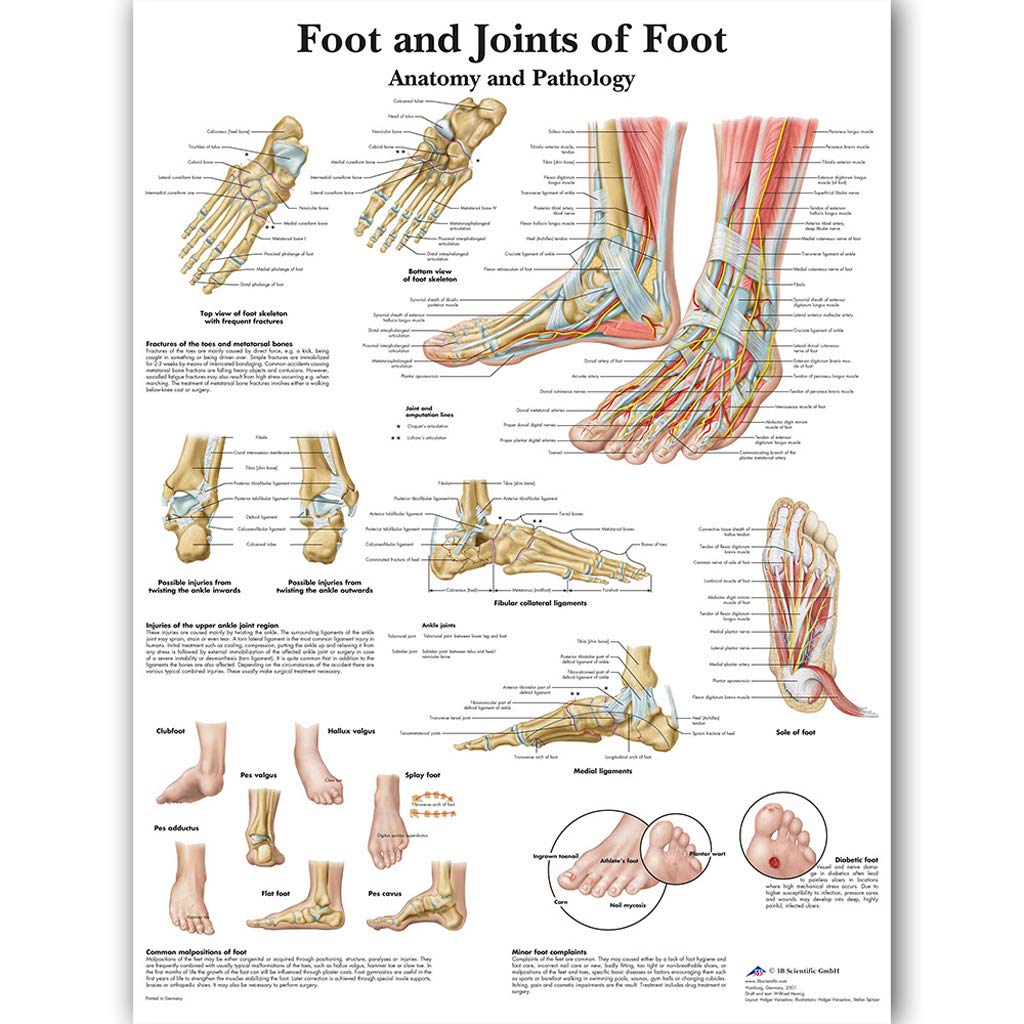 MONLEYTA Anatomical Illustration Poster Of The Human Foot Skeletal Muscle. For Teaching A