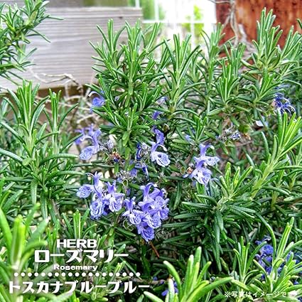 Amazon ローズマリー トスカナブルー 3号ポット苗 ハーブ苗 花 Amazon ローズマリー トスカナブルー 3号ポット苗 ハーブ苗 花
