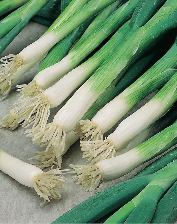 Welsh onion Pierrot Ukraine Heirloom Vegetable Seeds