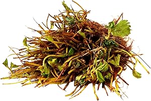 STRAWBERRY ISLAND FARM-TRULY LIVE PLANTS! 10 Eversweet Everbearing Strawberries Plants - Organic Grown USA. Zone 4-9.