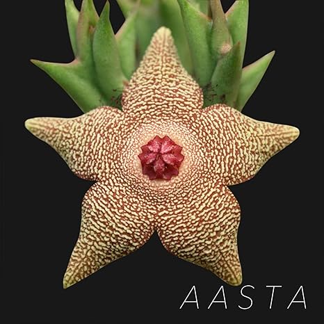 Amazon sta Garden Orbea Cooperi 多肉植物 ガガイモ科 サボテン オルベア 星 花 観葉植物 オンライン通販