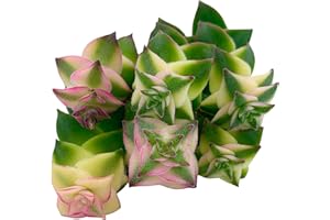 Live Succulent Cuttings (3 Crassula Variegated String of Buttons), Succulents Plants Live, Succulent Plant NO Roots, House Plants Live Office Decoration, DIY Projects, Party Gift by The Succulent Cult