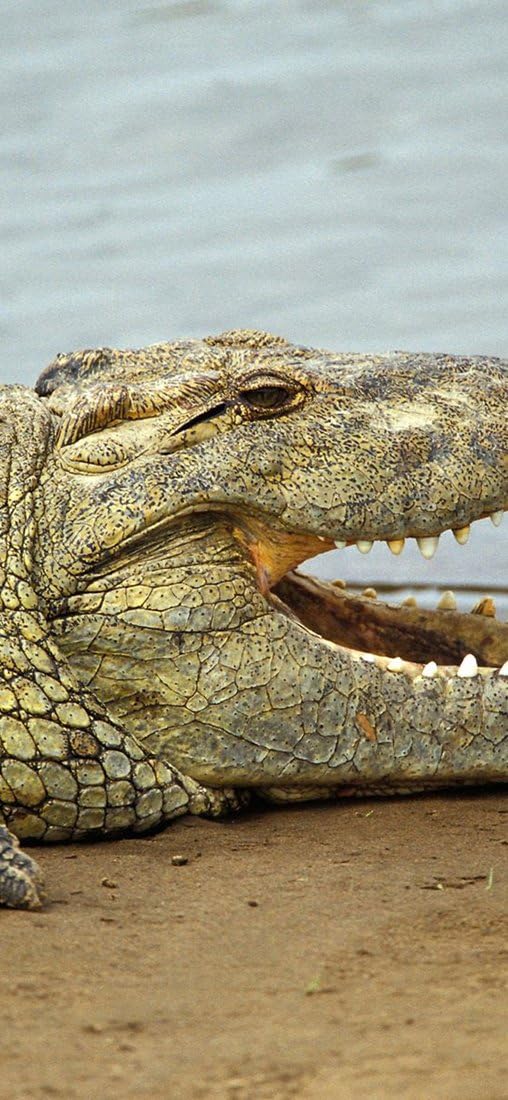 PeelitStickit Crocodile, Animal Wall Murals ID-004, vinyl, Multi-colour