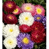 200+ Aster Flower Seeds Rainbow Flower Garden Home Fragrant Butterfly