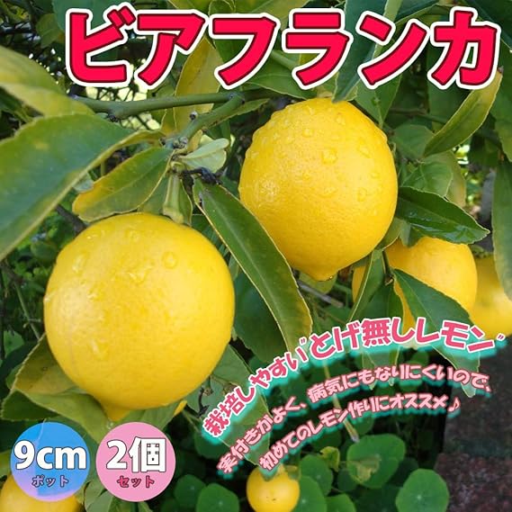 Amazon 大実レモン ビアフランカ 栽培しやすい とげ無しレモン 果樹挿し木苗9cmポット 2個セット ポット苗なので年中植付け可能 即出荷 送料込み価格 即出荷 鉢
