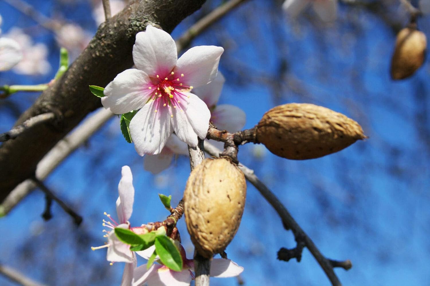 Image result for flower and almonds on a dead stick