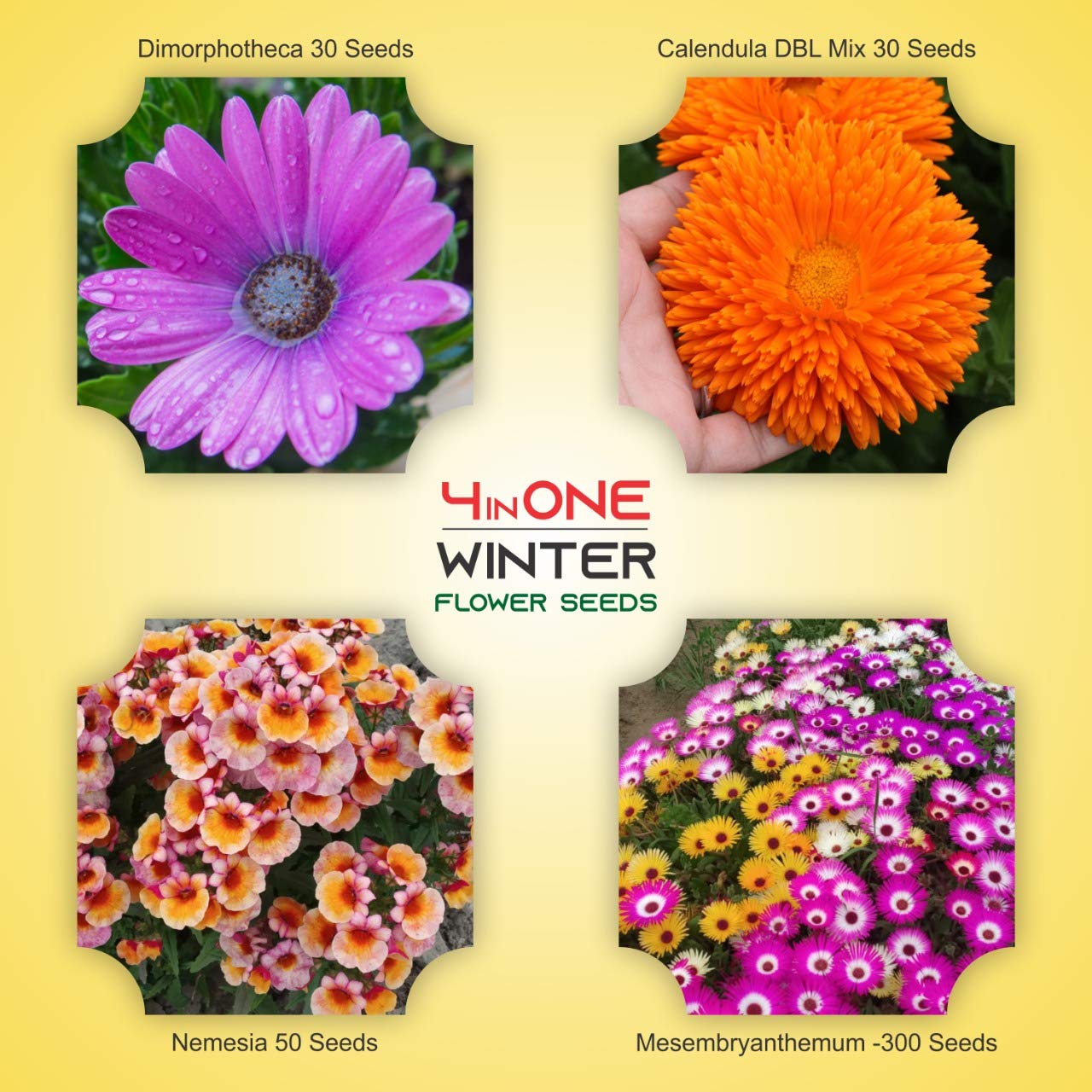 Kraft Seeds Winter Flower Seeds Beautiful Flowers Pack Four (Pack of 4