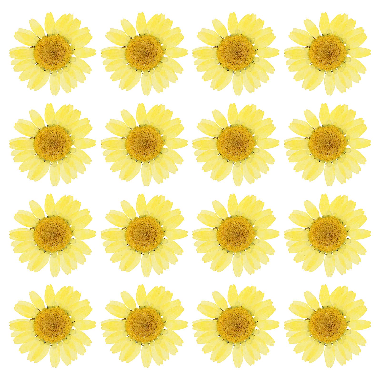 PATIKIL 48 Pcs Dried Pressed Flower Natural Dried Daisy Flower for DIY Art Crafts House Decoration Nails Decoration,Lemon Yellow