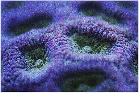 Amazon Co Jp パープルブレインコーラルのhdマクロクローズアップ 52 38cmプレミアム500ピースジグソーパズル アメリカ製 おもちゃ