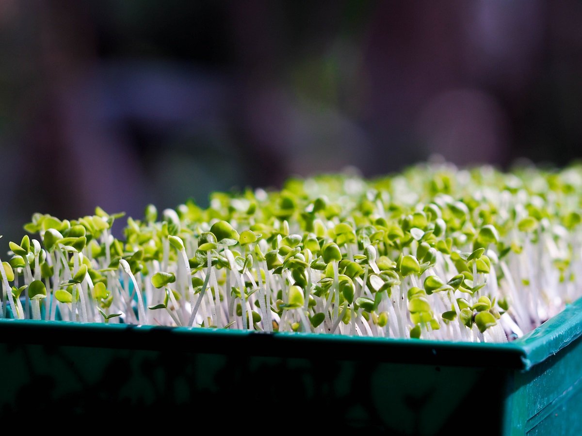 Semillas de germinación - rábano negro - 850 semillas: Amazon.es ...