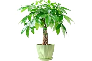 Sprout N Green Small Money Tree with 5 Lucky Braid, Live Plant with Green Stripe Pot, Decoration for Indoor Home Office Tabletop Windowsill Side Table, Housewarming, 8-10" Tall