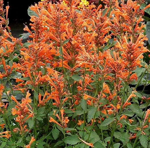 Portal Cool Kaufen, 3 2 Orange Gratis-Ysop Atache n 50+ StÃ¼ck Samen Garten