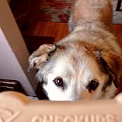 checkups dental dog treats costco
