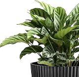 FORAGIFT 8 Pack Plant Pots Indoor 19/17.5/16.5/16/14/13/11.5/10cm Stripe Grooves view 7