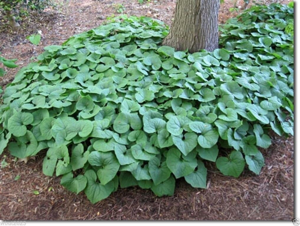 Wild ginger Seeds AKA Canadian Ginger, vigorous groundcover, 25 Seeds Perennial
