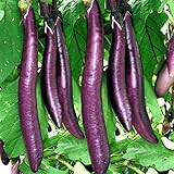 200 Long Purple Eggplant Seeds for Planting